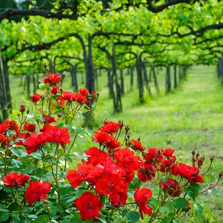 公寓 Cuore Olmo 斯佩洛